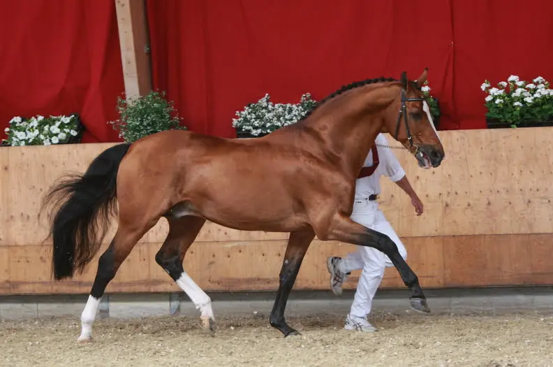 Hannoveraner Verband keurt Quasimodo van de Molendreef featured image