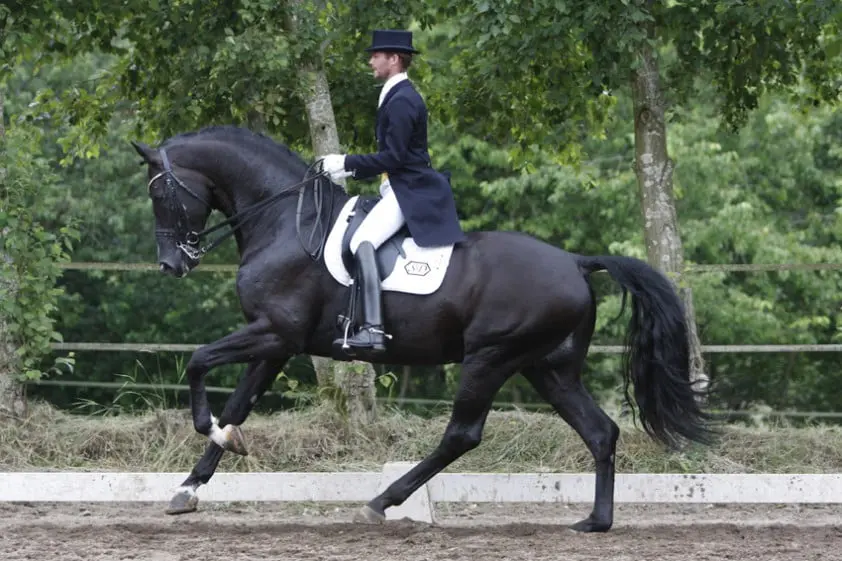 Uno Don Diego verkocht aan Iron Spring Farm featured image