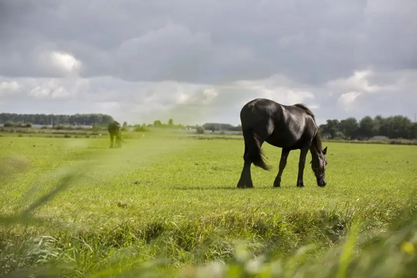 België kapt Esdoorns om paarden te beschermen featured image
