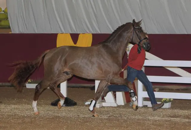HK Zuid-Duits: Kampioenen van Stockholm en Landprinz featured image