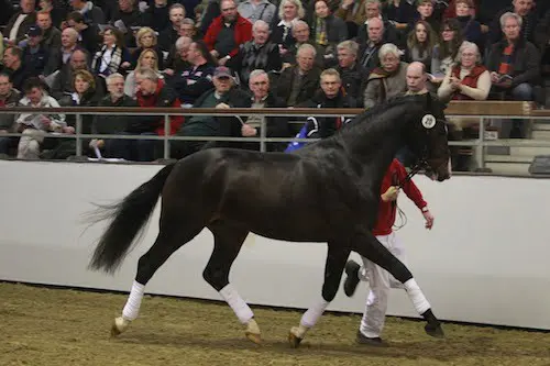 Borgmann start eigen dekstation featured image