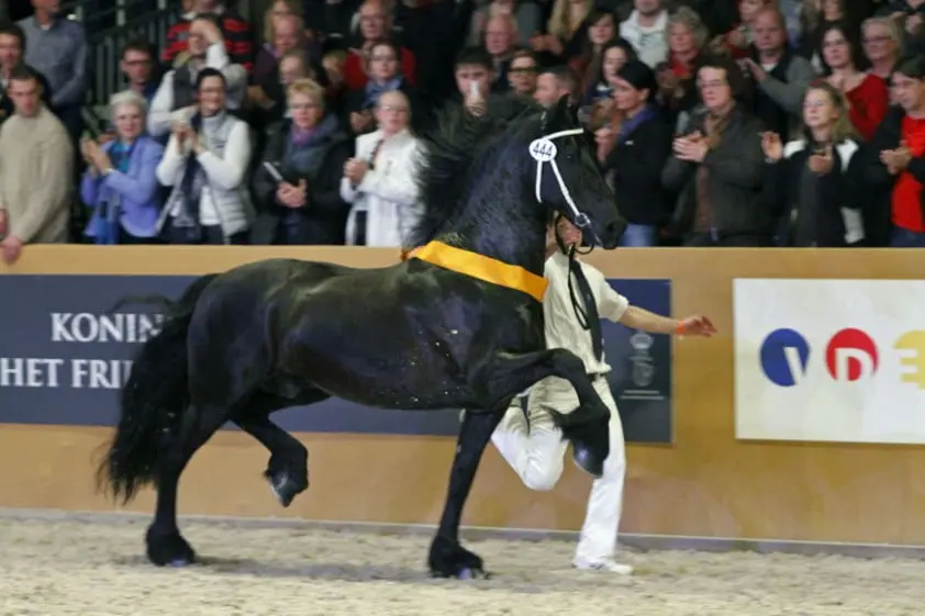 Maar 58 van de 74 Friese hengsten door naar tweede bezichtiging featured image