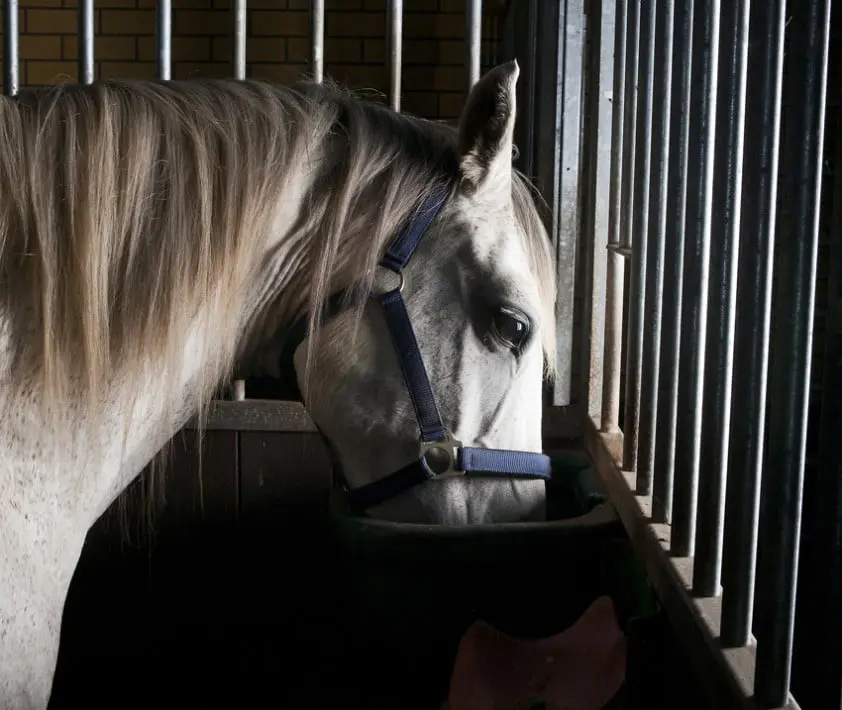 Column: Maïs is geen dikmaker featured image