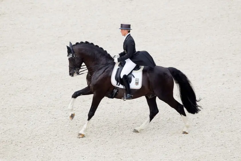 Grand Prix-hengst Le Noir overleden featured image