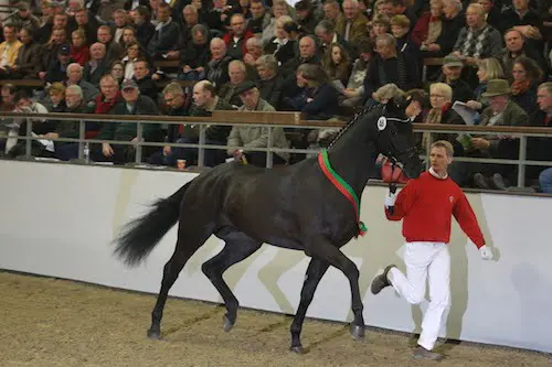 Stal Rothenberger dekt voor goede doel featured image