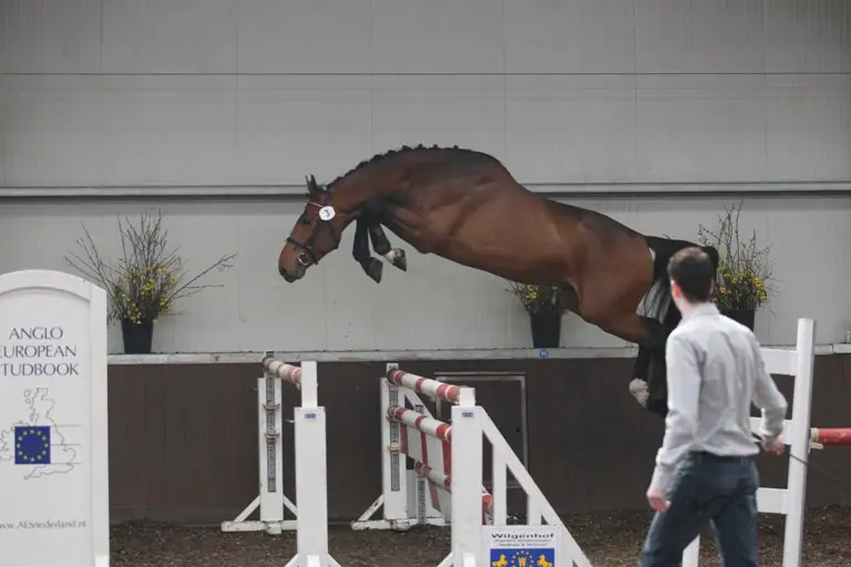 Team Nijhof koopt zich in bij Denzel van ’t Meulenhof featured image