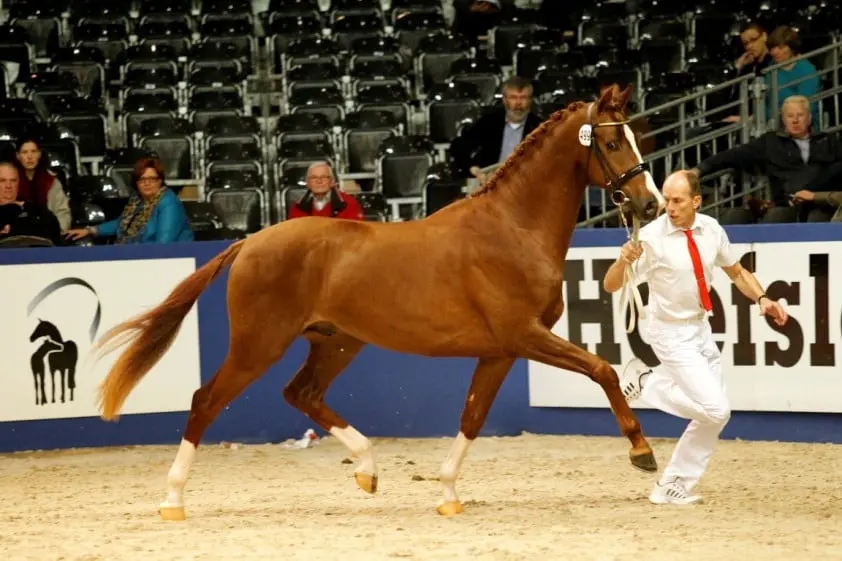 Vier dressuurhengsten naar kampioenskeuring featured image