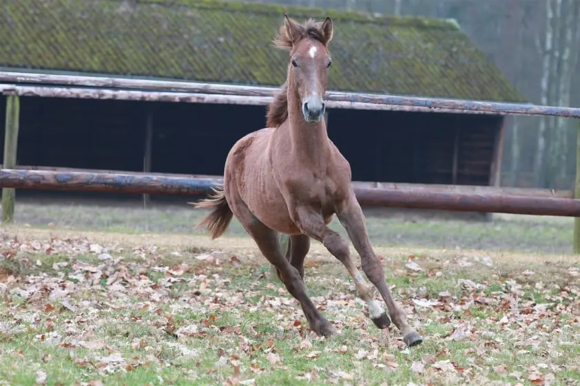 Kloon Gem Twist voorgesteld aan publiek featured image