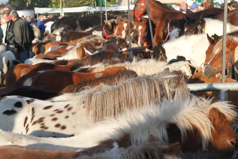 Montfoortse paardenhandelaar krijgt boete voor slordige paardenadministratie featured image