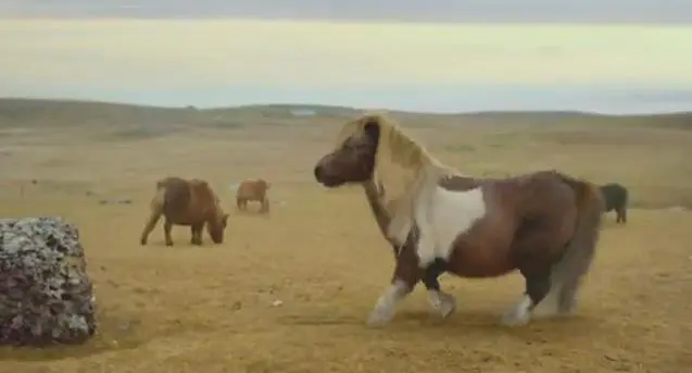 Moonwalkende Shetlandpony meest gedeelde video featured image