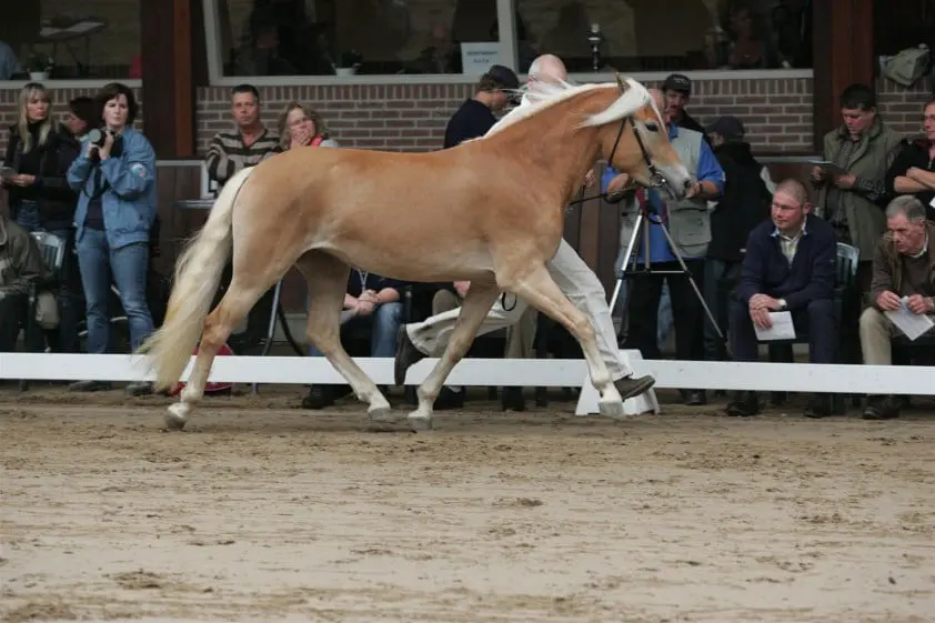 ‘Bestuur KVTH loopt steeds achter de feiten aan’ featured image