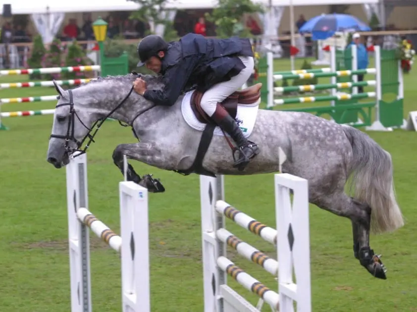 Invloed van sportmerries op hengstenselectie featured image