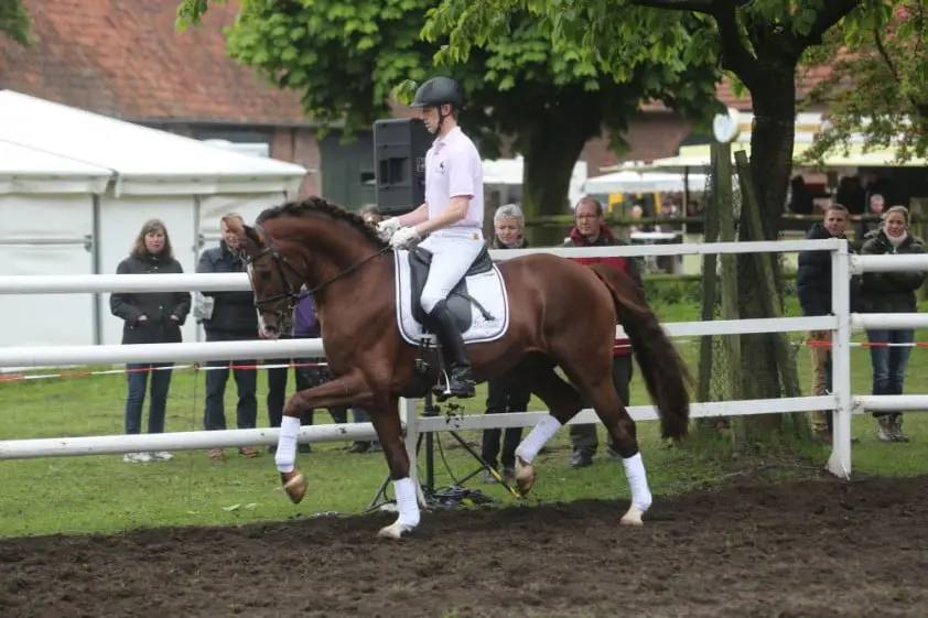 Bijna 600.000 euro omzet op fokkersveiling featured image