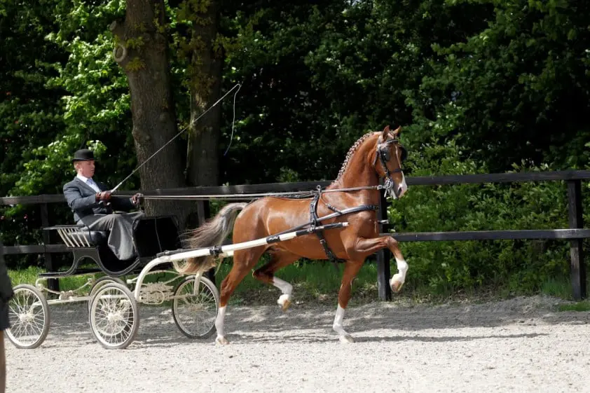 KWPN-hengst Fantijn succesvol als concourspaard featured image