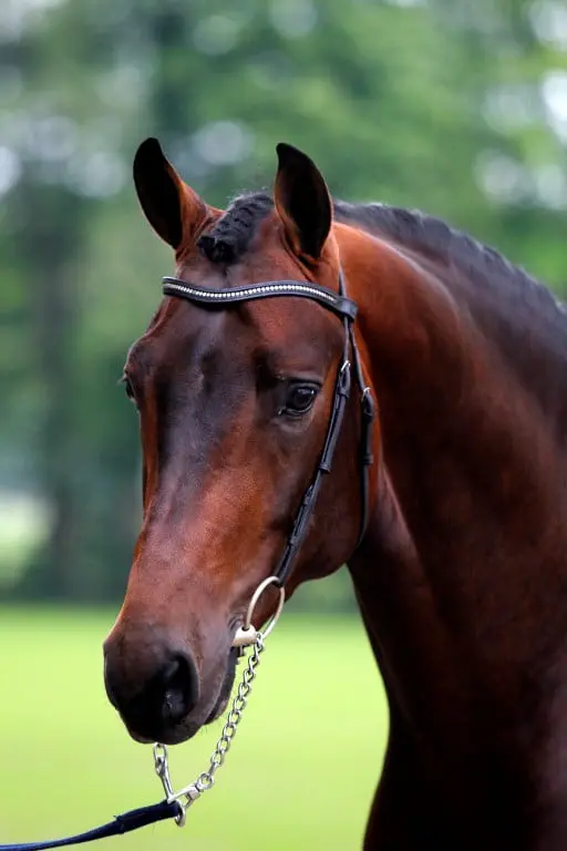 Electron (Elton Sollenburg) naar Lisanne der Nederlanden featured image