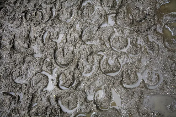 Twee Rijswijkse paarden op verzoek dierenbescherming verhuisd featured image