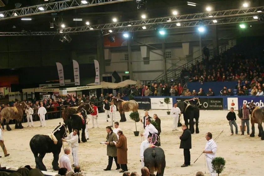 Weren van paarden zonder staart doodsteek voor keuringen featured image