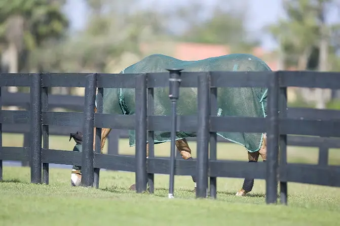 Tweede geval van westnijlvirus bij paard in Nederland featured image