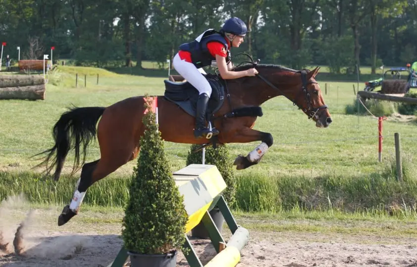 Eerste editie Jonge Paardenproef succesvol afgerond featured image