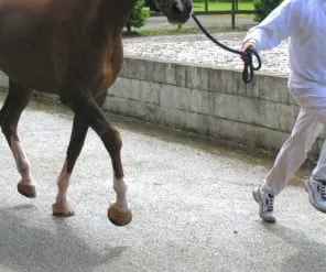 Vijf nieuwe Belgische rijpony-hengsten goedgekeurd featured image