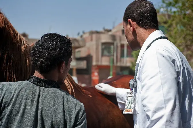 Brooke Hospital redt 500 honderd paarden in Nicaragua featured image