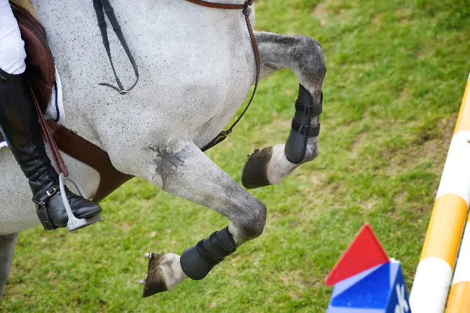 Nieuwe aanwinst voor Ludger Beerbaum featured image