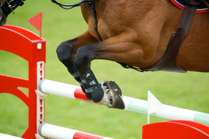 Negen Belgisch kampioenen vierjarige springpaarden featured image