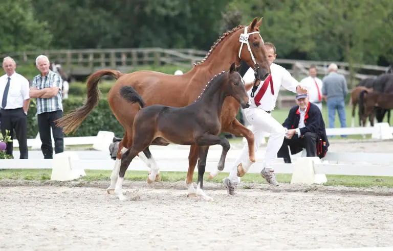 Nationaal kampioene Kalina valt op in Harich featured image
