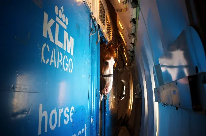 ‘Vlucht is comfortabeler dan rit over de weg voor een paard’ featured image