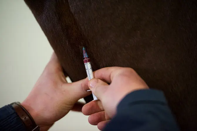 Endurance-paard positief getest op anabole steroïden featured image