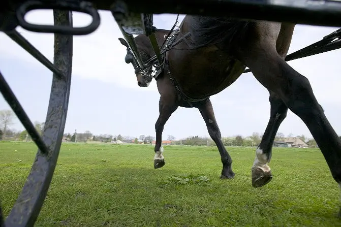 Koetsier en op hol geslagen paard belanden in sloot featured image