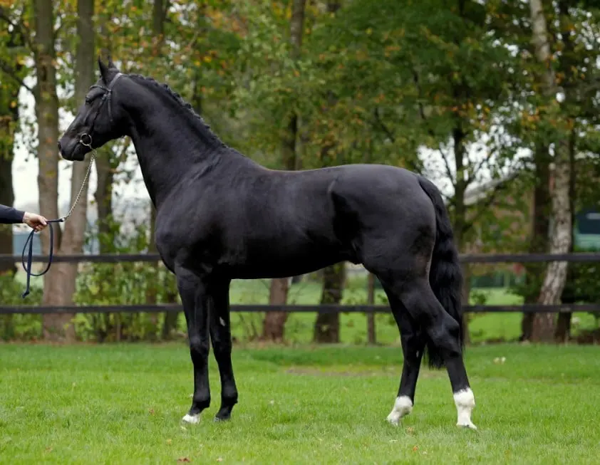 Fellini met € 380.000 topper Excellent Dressage Sales featured image