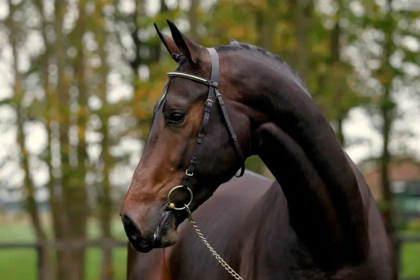 Vrieling vierde met Fernando-H  in Grote Prijs Valence featured image