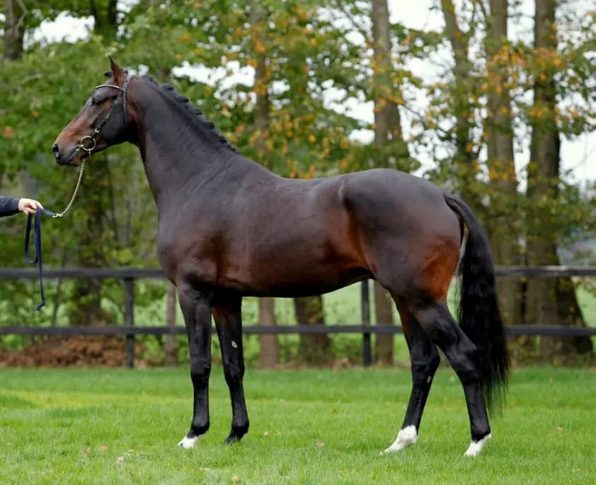 Afwijkende voorbenen featured image