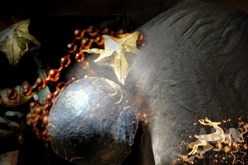 Den Goubergh beloont loyaliteit met extra prijzen bij Christmas Show featured image