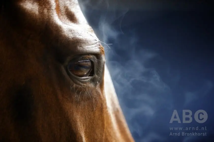 KNHS gaat samenwerken met TREC club Nederland featured image