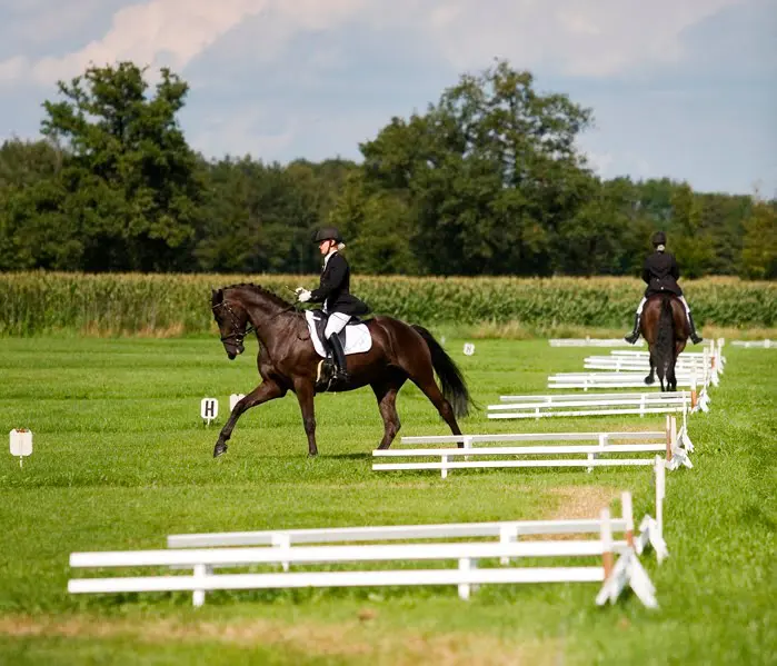 Dierenbescherming bezorgd over wedstrijden tijdens hittegolf featured image