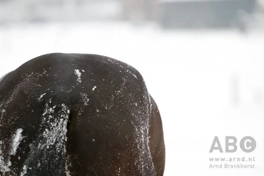 Paard en amazone zakken door ijs in Holwert, brandweer redt dier featured image