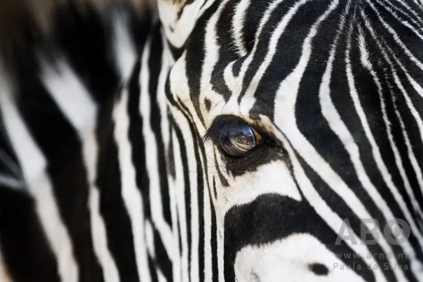 Grévy zebraveulen geboren in Artis featured image