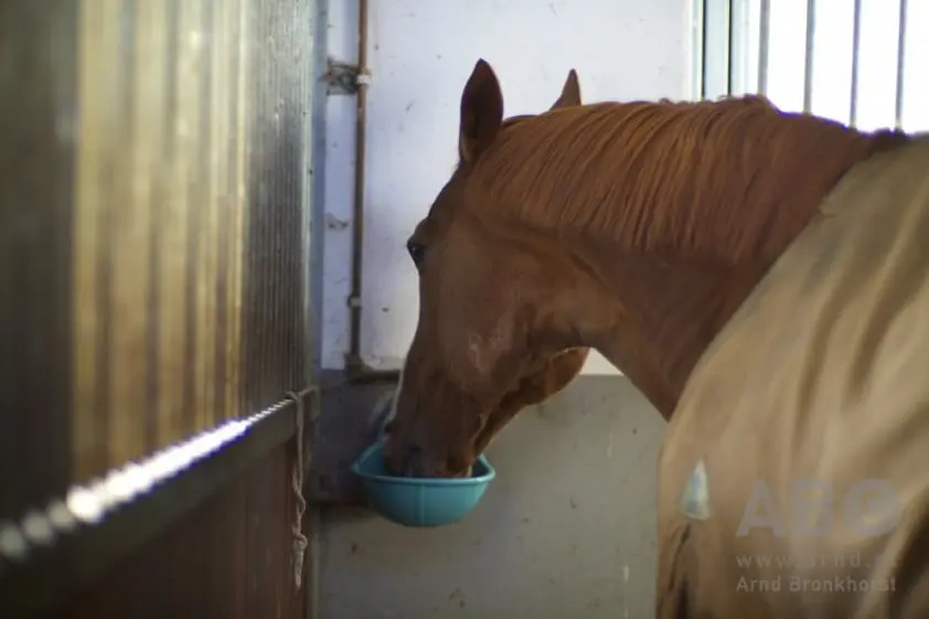 Vraag: Is de positie van de voer- en drinkbak van belang? featured image