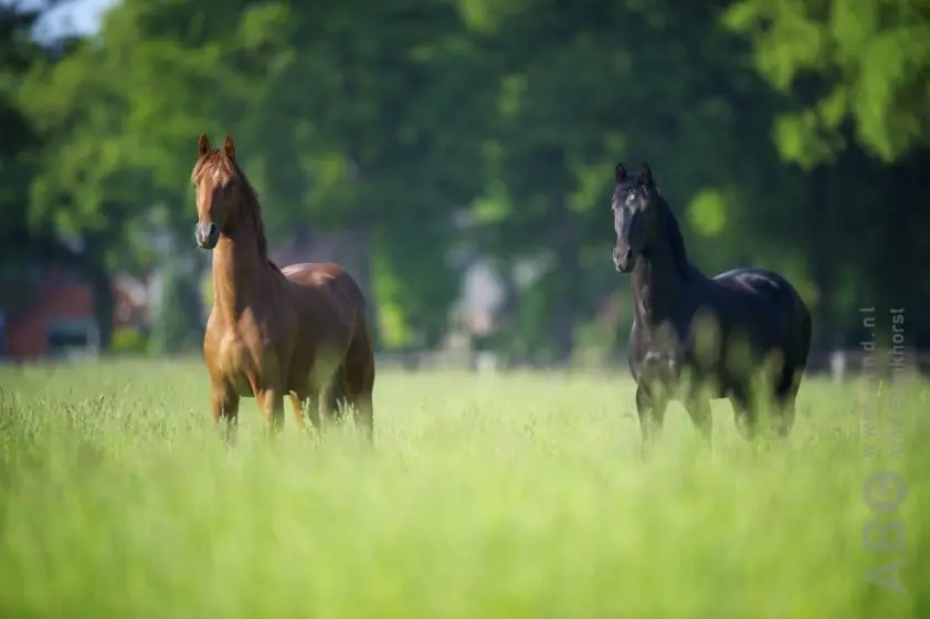 Genève blijft ook bij de gebroeders Schröder featured image