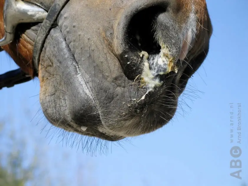FEI: ‘Wees waakzaam voor symptomen Equine Herpes Virus’ featured image