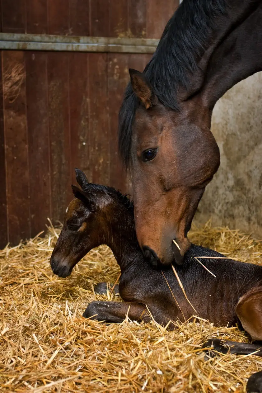 Meer kans op een merrieveulen met een oudere fokmerrie featured image