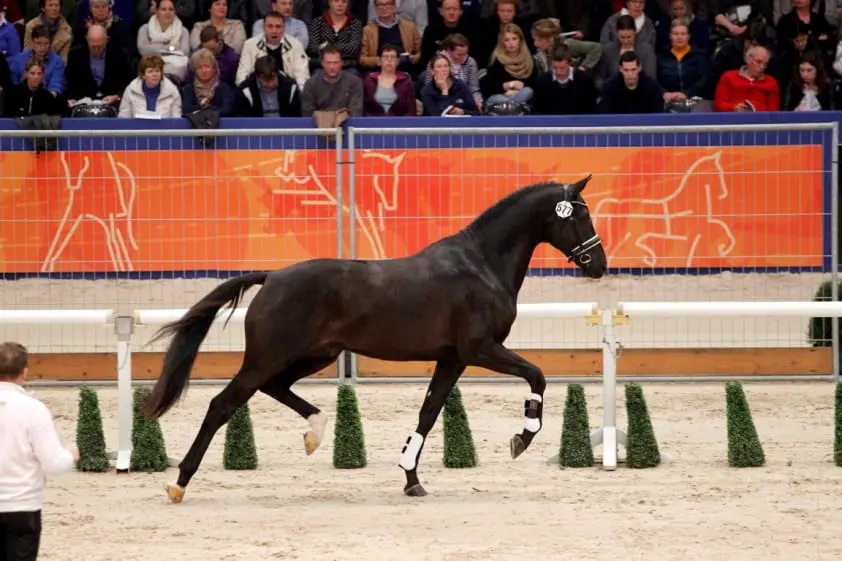 Governor al beschikbaar voor fokkers featured image