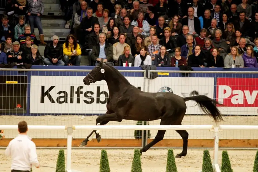 Glamourdale verrassende kampioen dressuurjaargang featured image