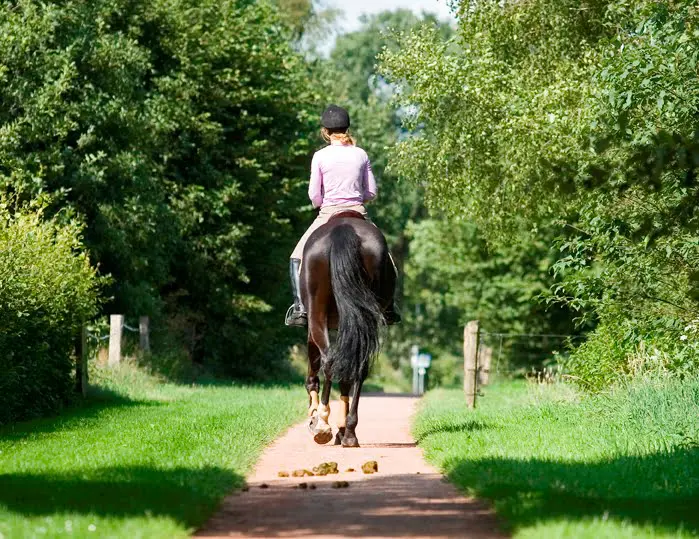 Welke karaktereigenschappen zoekt u in uw ideale paard? Doe mee aan ons onderzoek! featured image