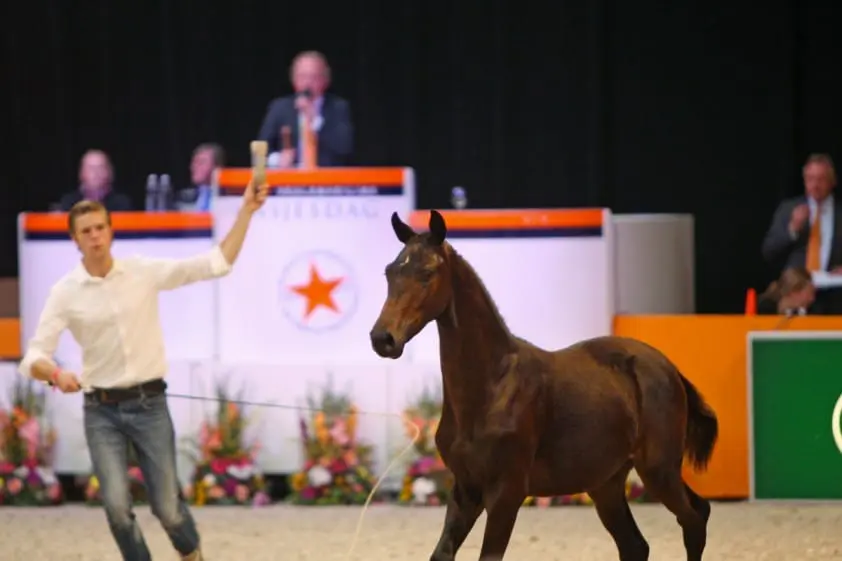 Selectie voor Nationale Veulenveiling Prinsjesdag van start featured image