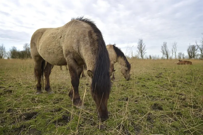 Minder dieren overleden in Oostvaardersplassen featured image