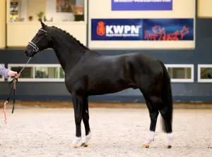Glock's Toto Jr. ©Paardenkrant-Horses.nl
