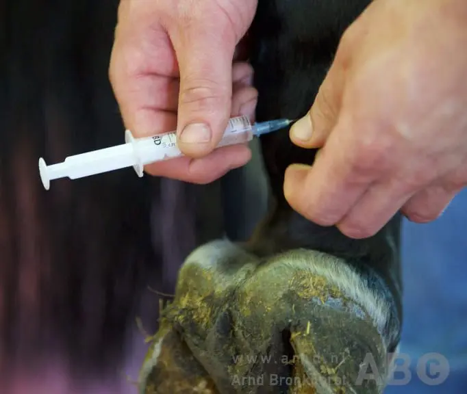 Is de dierenarts echt te duur? – Frustratie bij dierenartsen over onbegrip over tarieven featured image